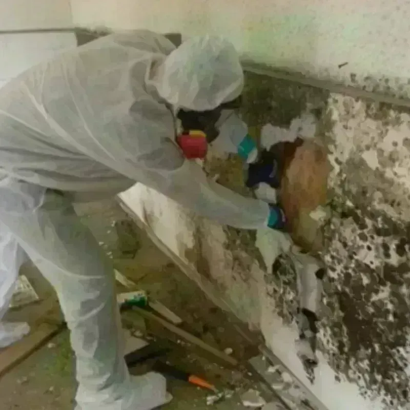 Mold Remediation and Removal in Fairfield County, CT